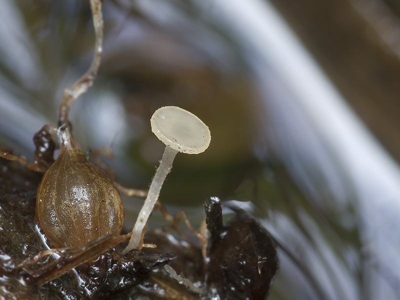 Gloeotinia aschersoniana